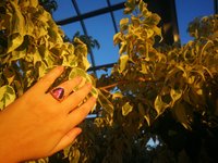 Lord of Lightning - Mood Ring - 15 mm - Gold Plated Sterling Silver 925 - AAA Crystal Quartz