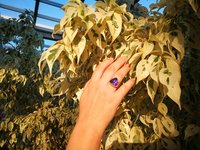 Lord of Lightning - Mood Ring - 15 mm - Gold Plated Sterling Silver 925 - AAA Crystal Quartz
